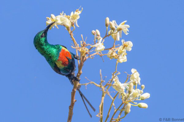 Souimanga à longue queue ♂ - Sénégal - Kafountine - 2023