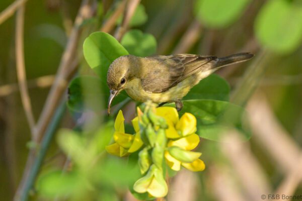 Souimanga à longue queue ♀ - Sénégal - Kafountine - 2023