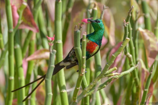 Souimanga à longue queue ♂ - Sénégal - Ndangane - 2023