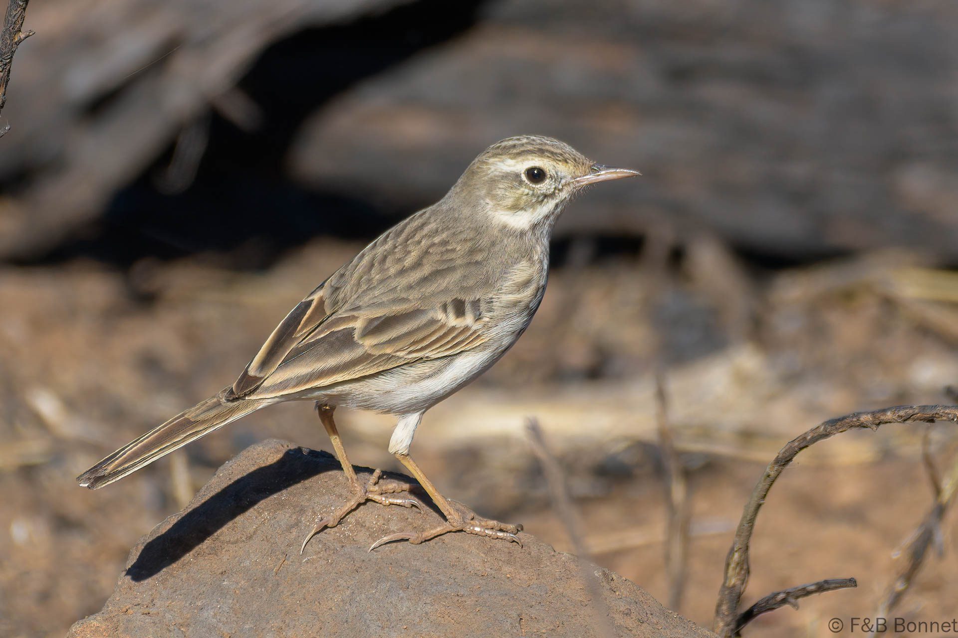 Berthelot's Pipit - España - Gran Canaria - 2021