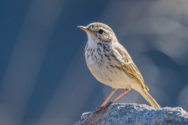 Berthelot's Pipit - España - Gran Canaria - 2021
