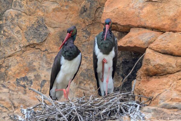 Black Stork - South Africa - Mapungubwe NP - 2025