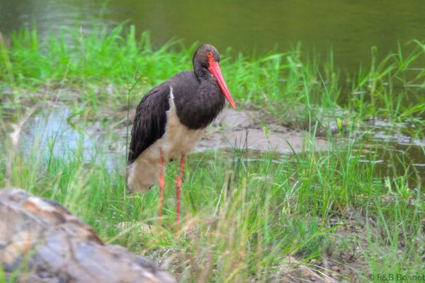 Black Stork - South Africa - Kruger NP - 2025