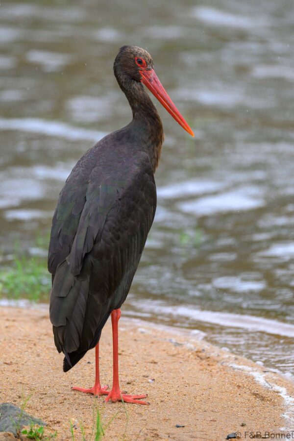 Black Stork - South Africa - Kruger NP - 2025
