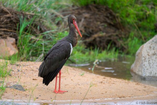 Black Stork - South Africa - Kruger NP - 2025