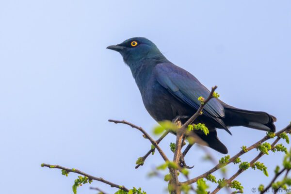 Black-bellied Starling - South Africa - Dlinza forest - 2025
