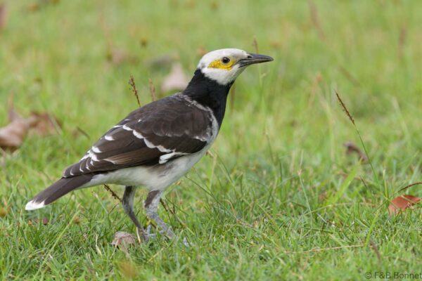 Black-collared Starling - Thailand - Bangkok - 2023