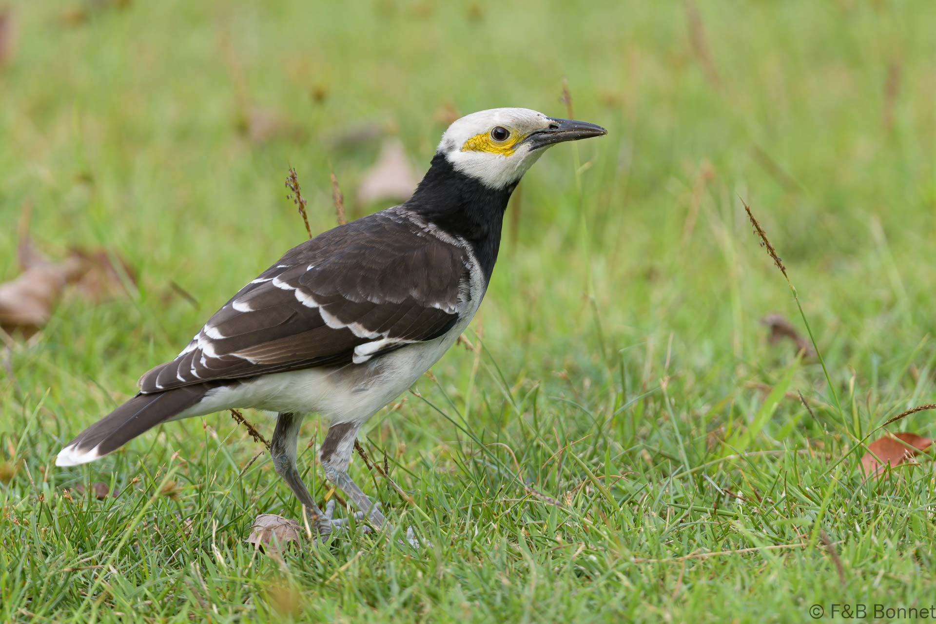 Black-collared Starling - Thailand - Bangkok - 2023