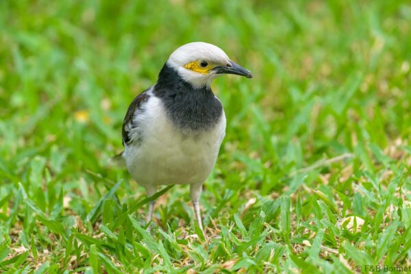 Black-collared Starling - Thailand - Bangkok - 2023