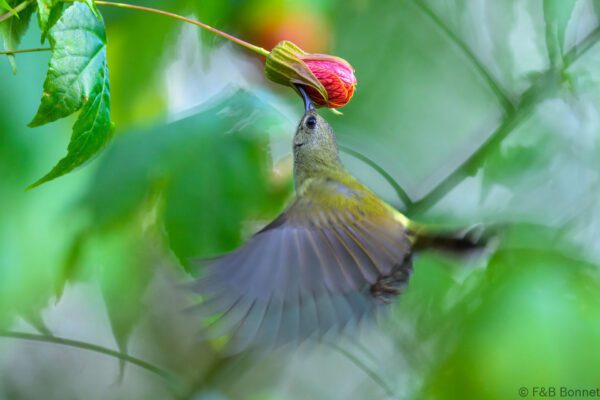 Black-throated Sunbird ♀ - China - Yunnan - 2025