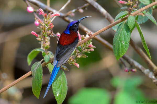 Black-throated Sunbird ♂ - China - Yunnan - 2025