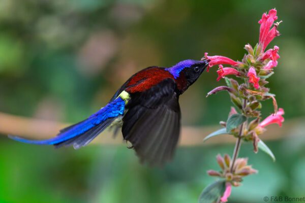 Black-throated Sunbird ♂ - China - Yunnan - 2025