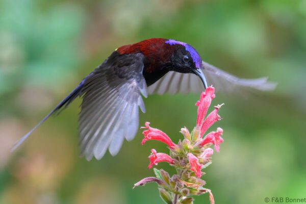 Black-throated Sunbird ♂ - China - Yunnan - 2025