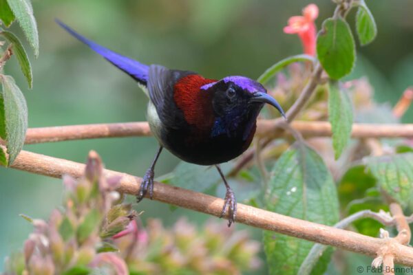 Black-throated Sunbird ♂ - China - Yunnan - 2025