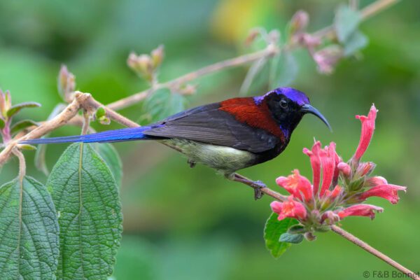 Black-throated Sunbird ♂ - China - Yunnan - 2025