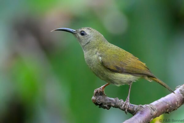 Black-throated Sunbird ♀ - China - Yunnan - 2025