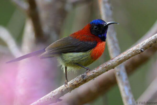 Black-throated Sunbird ♂ - Vietnam - Da Lat - 2025
