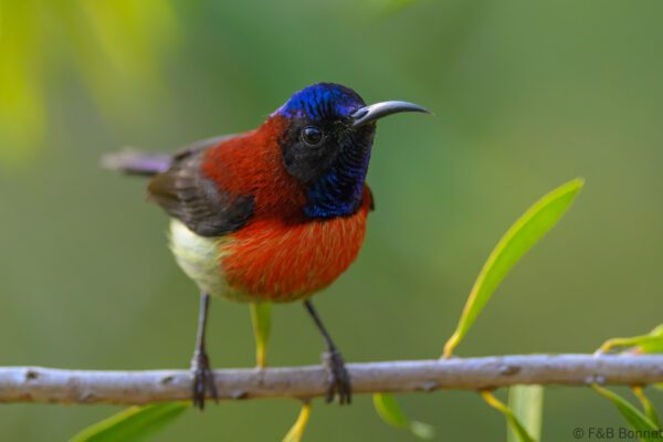 Black-throated Sunbird ♂ - Vietnam - Da Lat - 2025