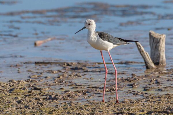 Black-winged Stilt - South Africa - Langvlei/Rondevlei - 2022