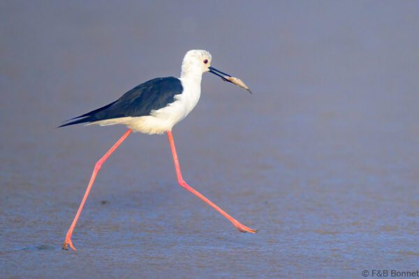 Black-winged Stilt - South Africa - Velddrif - 2024