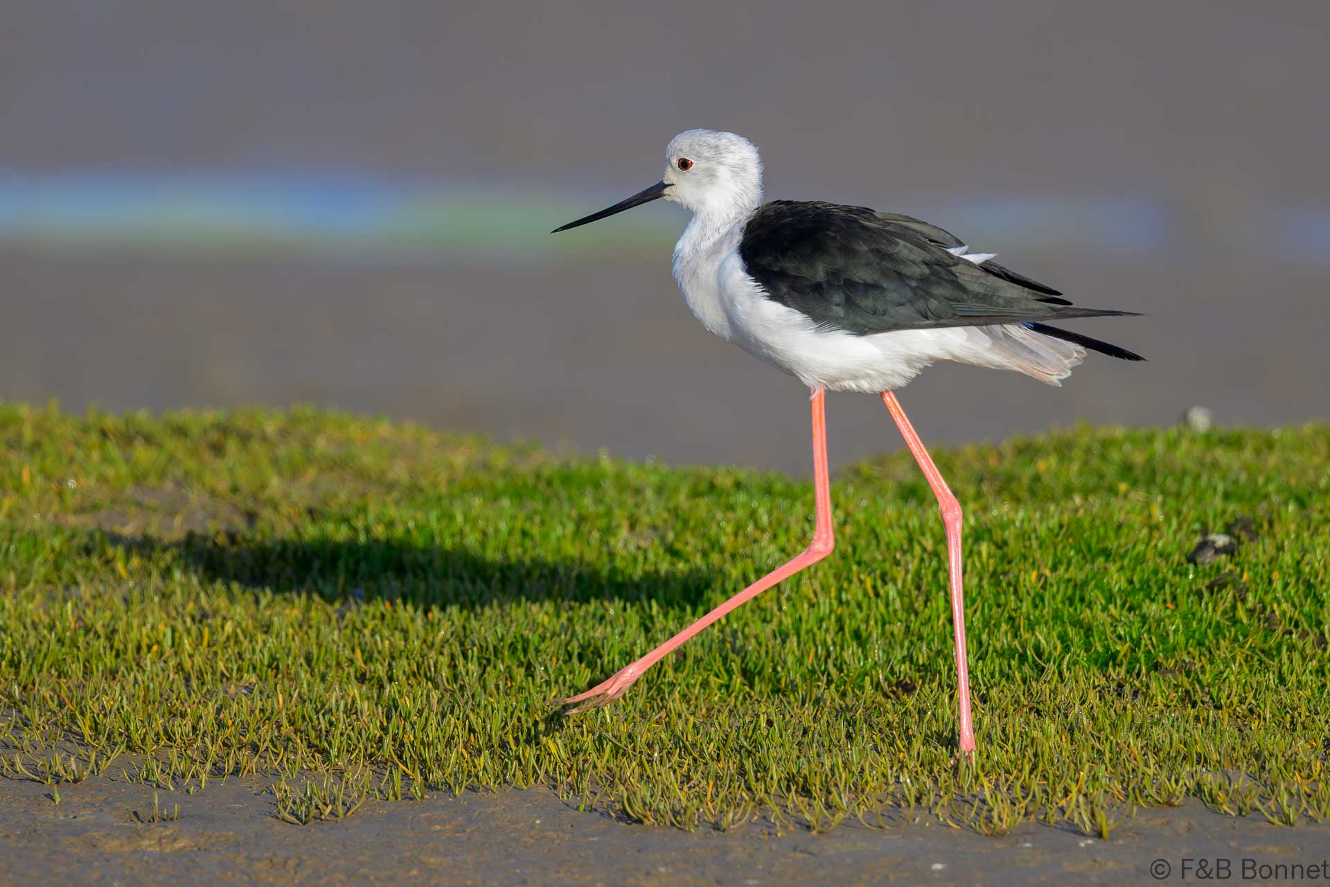 Black-winged Stilt - South Africa - Velddrif - 2024