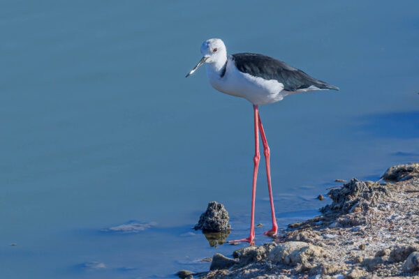 Cigüeñuela común - España - Andalucía - 2022