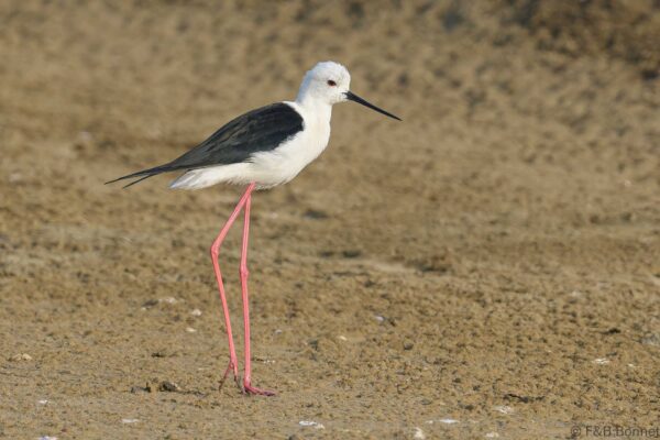 Black-winged Stilt - Thailand -Pak Thale - 2023