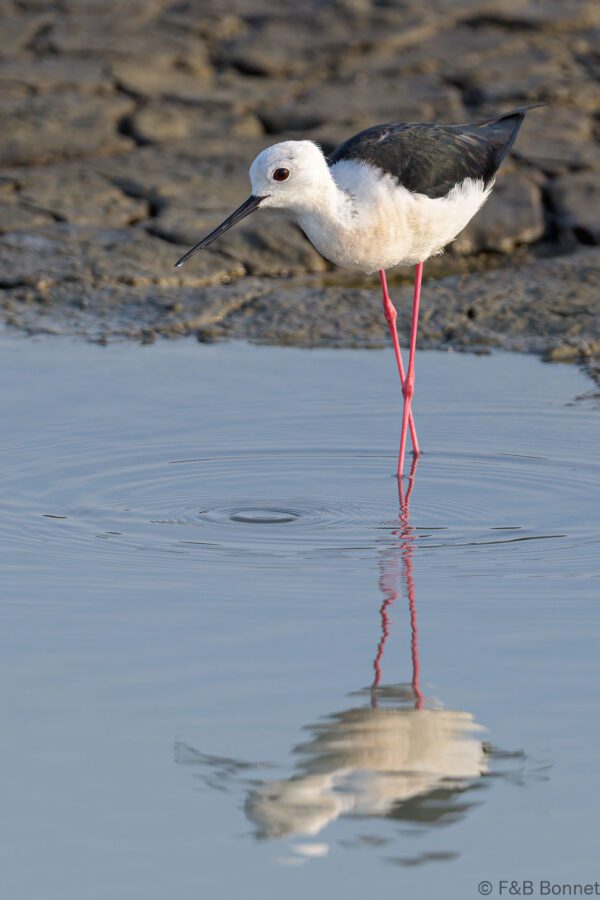 Black-winged Stilt - Thailand -Pak Thale - 2023