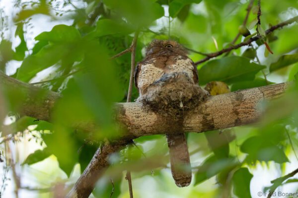 Blyth's Frogmouth - Thailand - Krung Ching - 2026