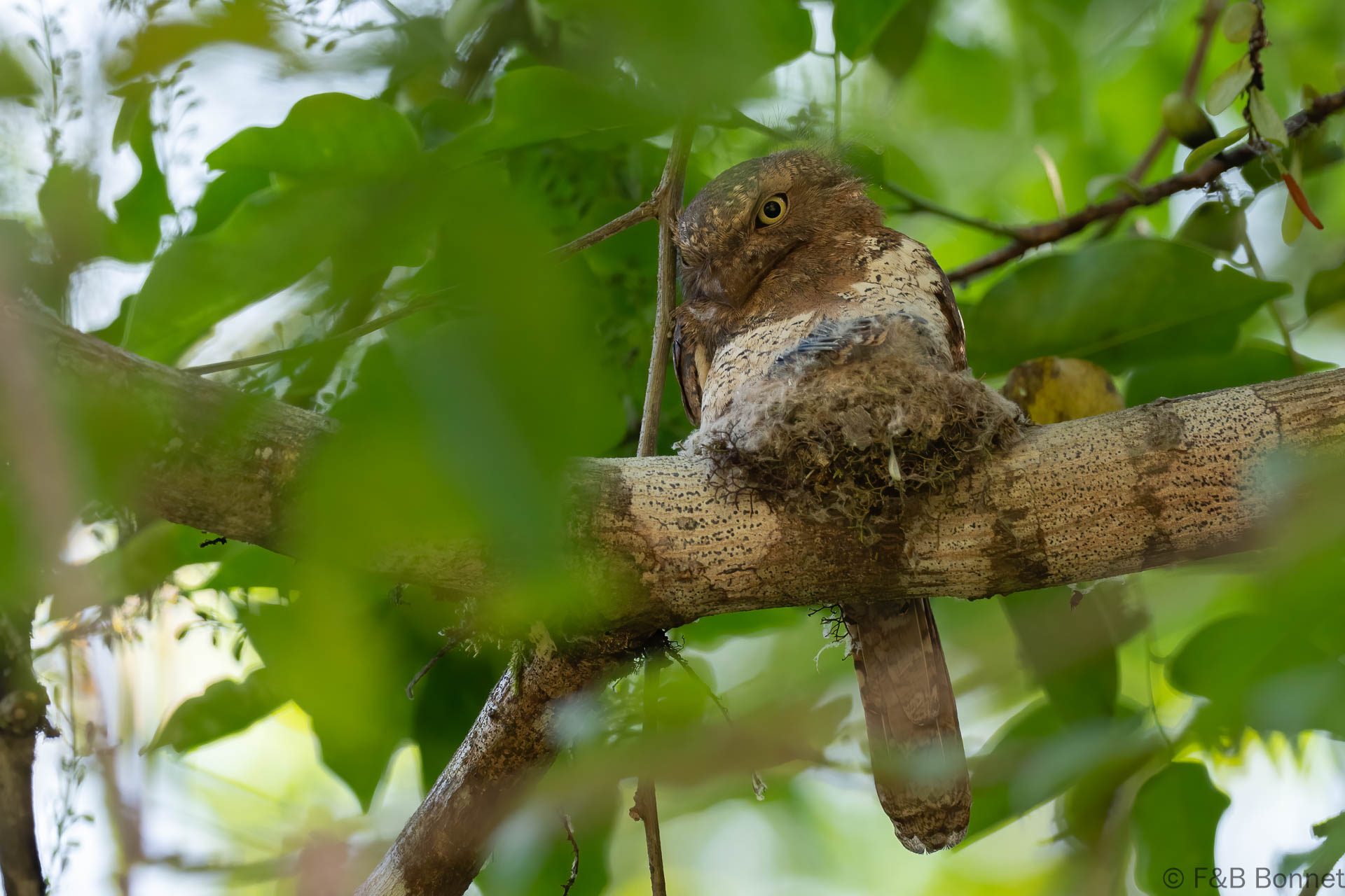 Blyth's Frogmouth - Thailand - Krung Ching - 2026