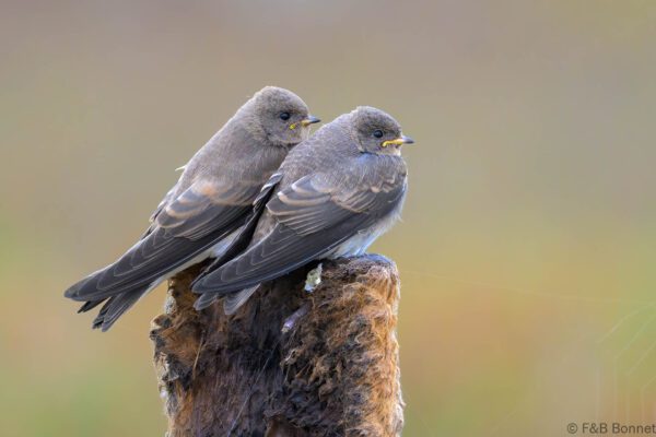 Brown-throated Martin - South Africa - Langebaan - 2024