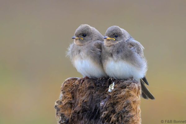 Brown-throated Martin - South Africa - Langebaan - 2024