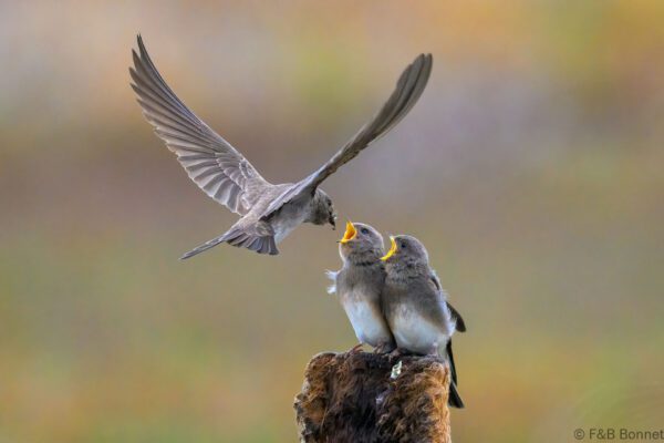 Brown-throated Martin - South Africa - Langebaan - 2024