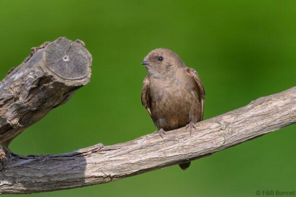 Brown-throated Martin - South Africa - Cape Town - 2024