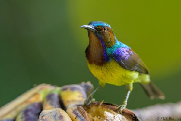 Brown-throated Sunbird ♂ - Philippines - Palawan - 2025