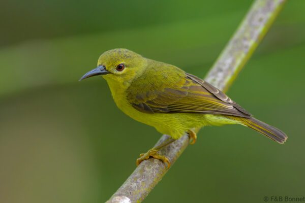 Brown-throated Sunbird ♀ - Philippines - Palawan - 2025