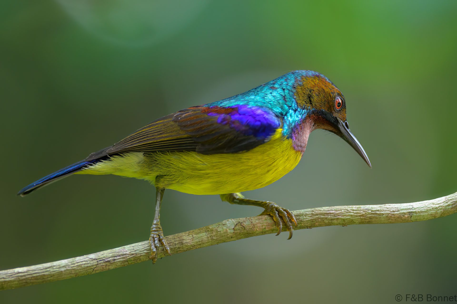 Brown-throated Sunbird ♂ - Philippines - Palawan - 2025