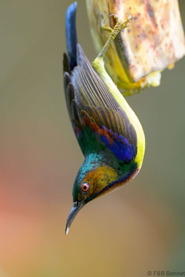 Brown-throated Sunbird ♂ - Philippines - Palawan - 2025
