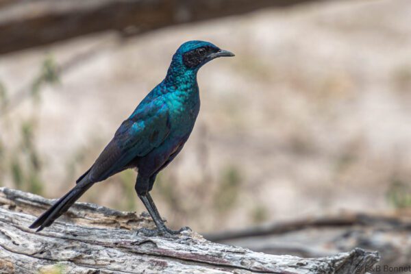 Burchell's Starling - Botswana - Moremi NP - 2019