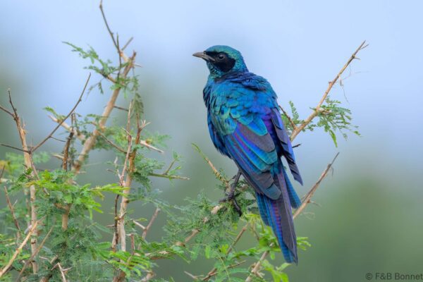 Burchell's Starling - South Africa - Madikwe GR - 2025