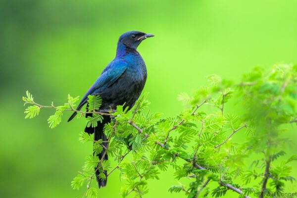 Burchell's Starling - South Africa - Kruger NP - 2025