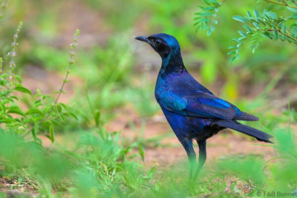 Burchell's Starling - South Africa - Kruger NP - 2025