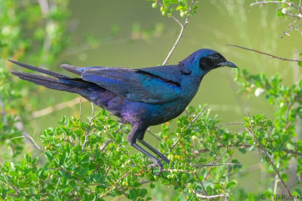 Burchell's Starling - South Africa - Kruger NP - 2025