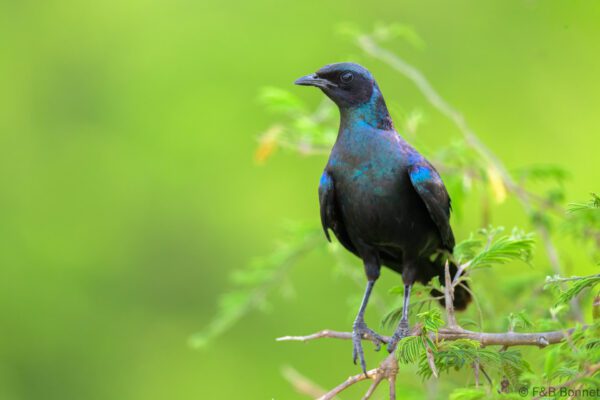 Burchell's Starling - South Africa - Kruger NP - 2025