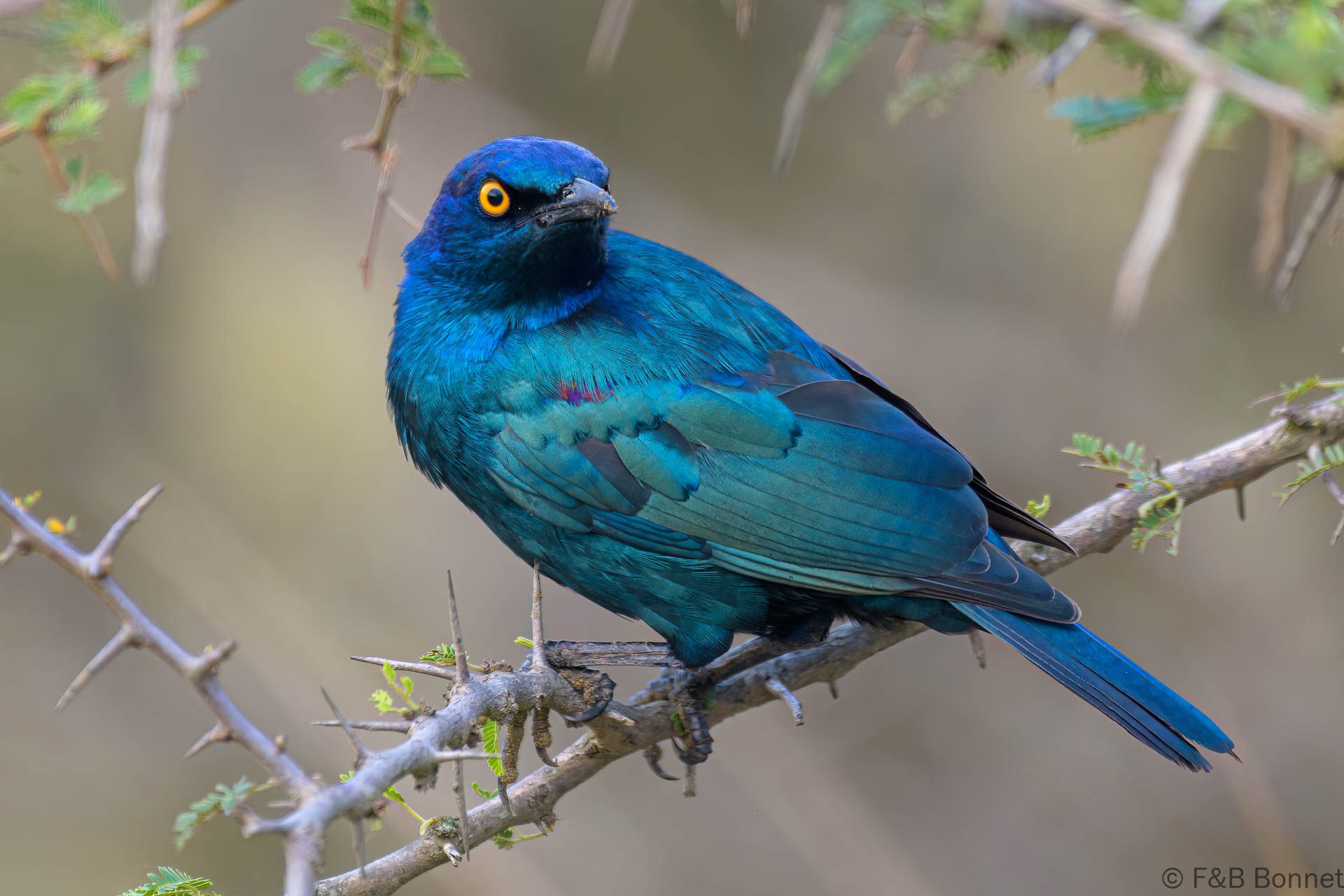 Cape Starling - South Africa - Hluhluwe-Imfolozi - 2022