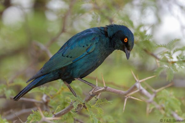 Cape Starling - South Africa - Kgalagadi NP - 2024