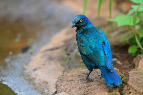 Cape Starling - South Africa - Madikwe GR - 2025