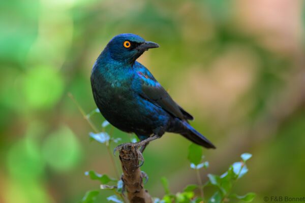 Cape Starling - South Africa - Madikwe GR - 2025