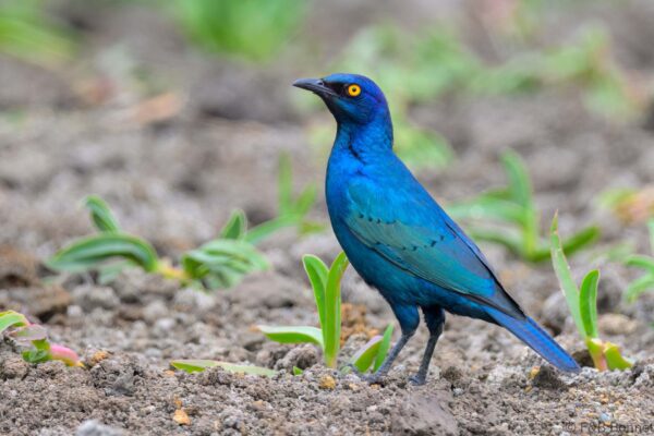 Cape Starling - South Africa - Empangeni - 2025