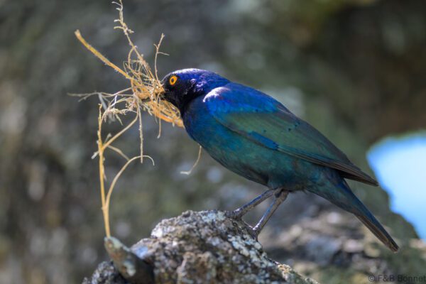 Cape Starling - South Africa - Kruger NP - 2025